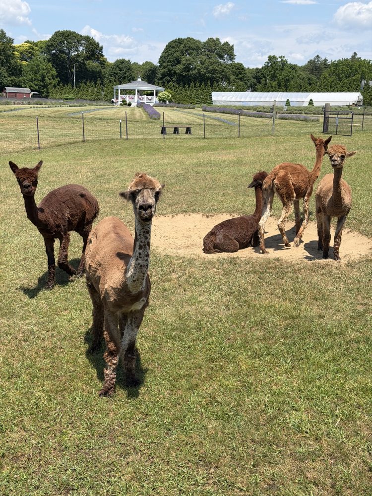 The farm's alpacas gathered in their paddock at Lavender Waves Farm