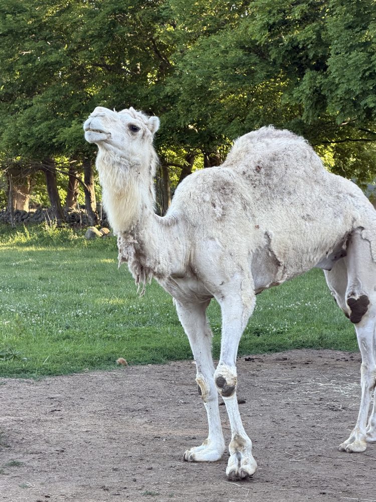 Bingham, the farm's white Arabian dromedary camel