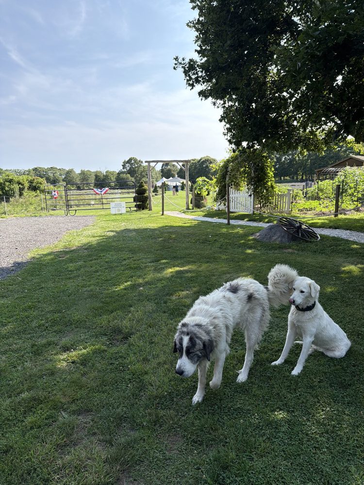 Lilly and Giulia, the farm's two livestock guardian dogs, on the grass at Lavender Waves Farm