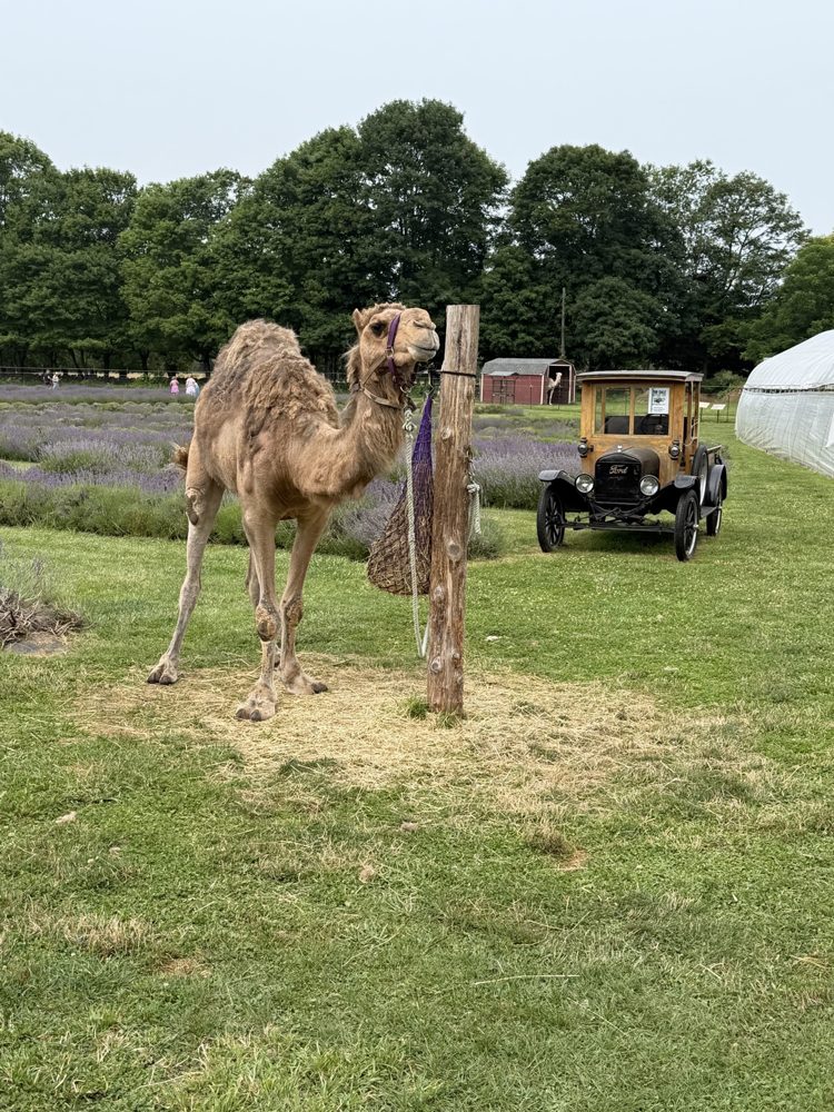 One of the farm's dromedary camels by the lavender field at Lavender Waves Farm