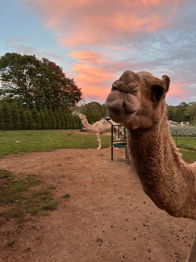 Jack, the farm's brown Arabian dromedary camel, in a close-up at sunset