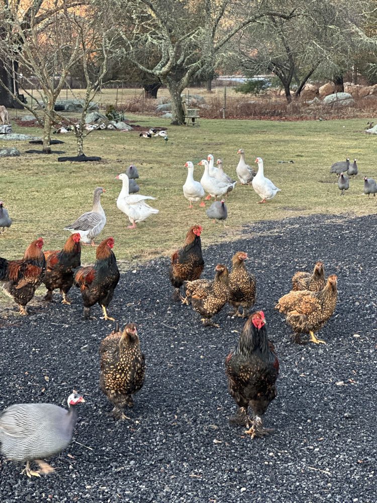 The farm's flock — chickens, geese, and guinea hens in the farmyard at Lavender Waves Farm