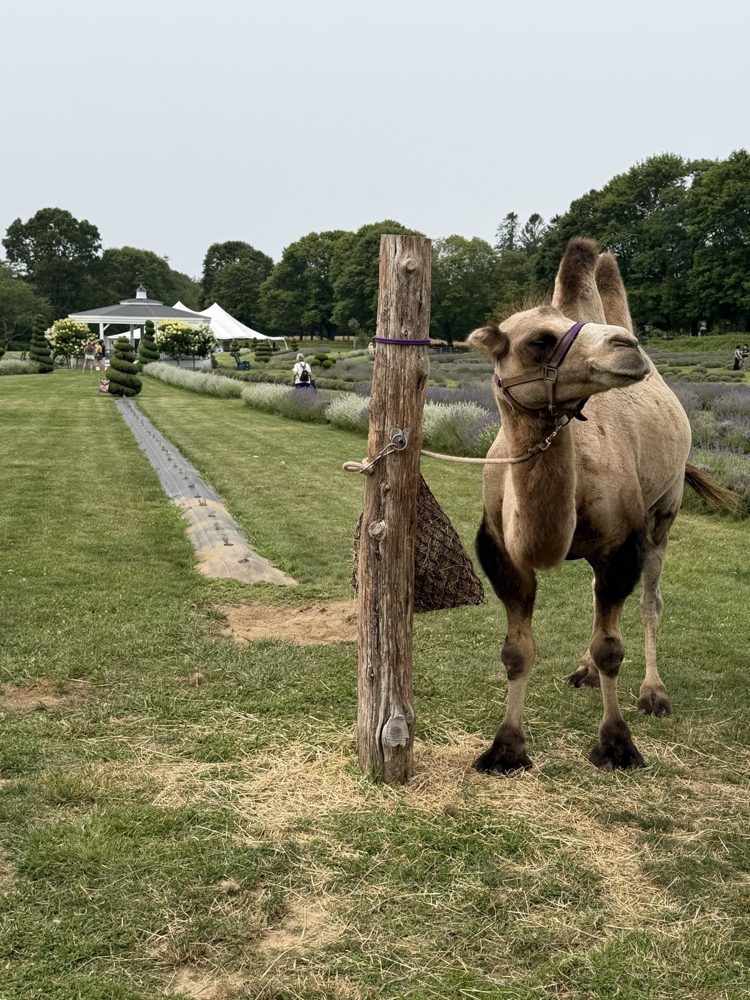 Humphrey, the farm's Bactrian camel, standing by the hitching post at Lavender Waves Farm
