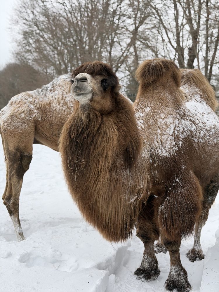 Humphrey, the farm's Bactrian camel, dusted with snow