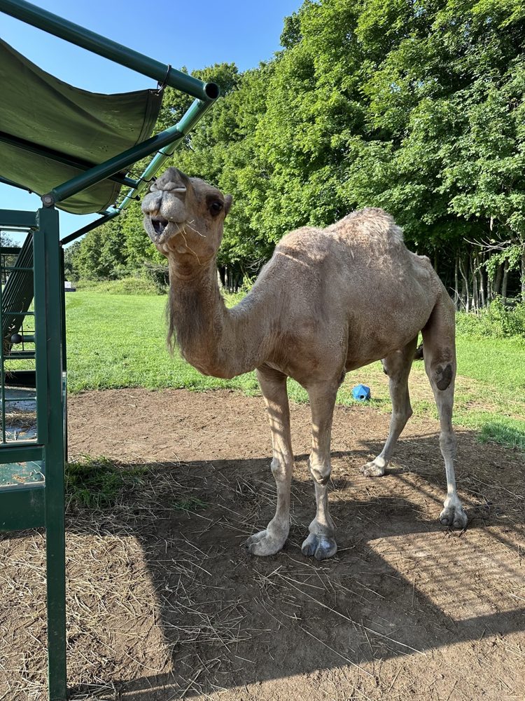 Jack, the farm's brown dromedary camel, at the feeder