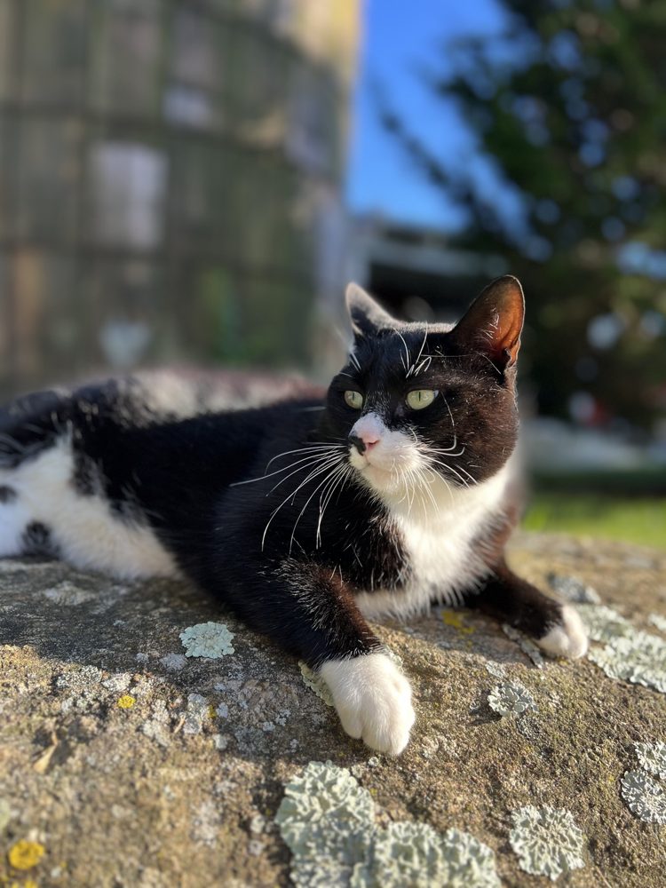 Leonard, the farm's barn cat, lounging on a rock at Lavender Waves Farm