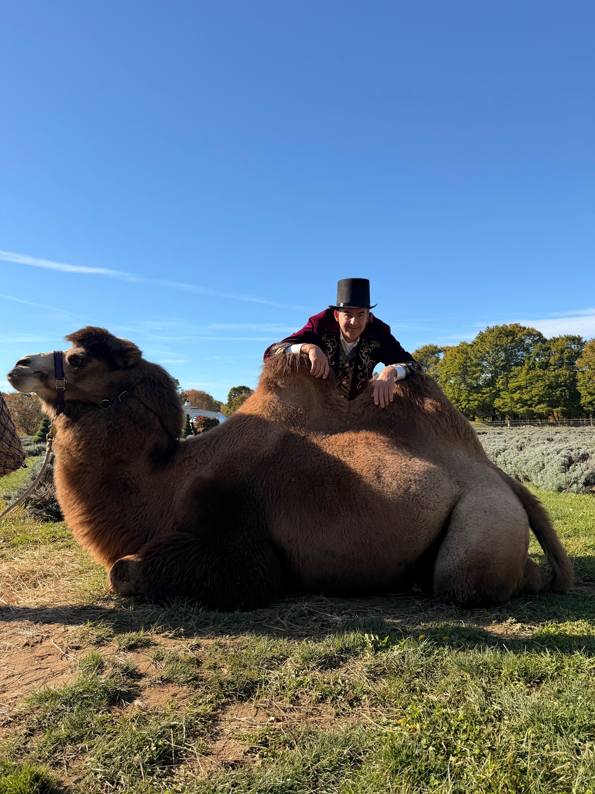 Henry in his ringmaster coat and top hat, leaning on Humphrey the Bactrian camel at the Fall Festival