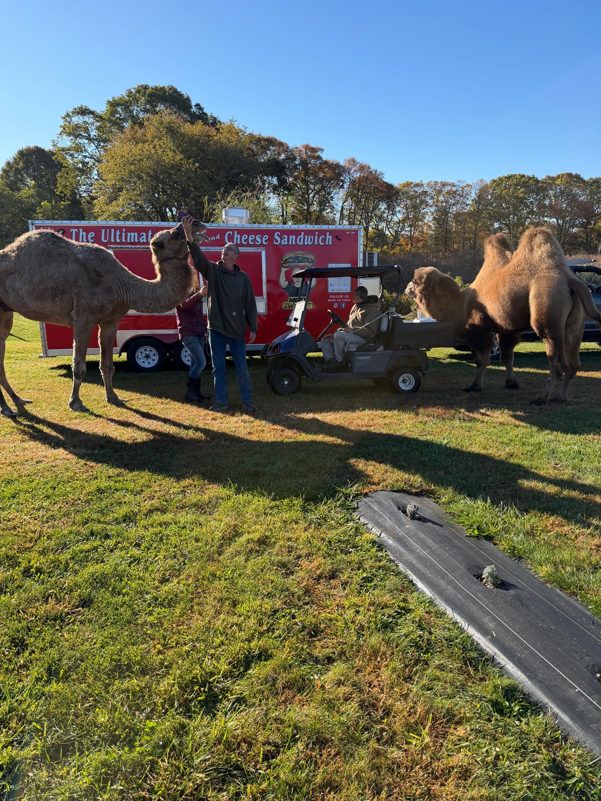 The camels making friends by the food truck