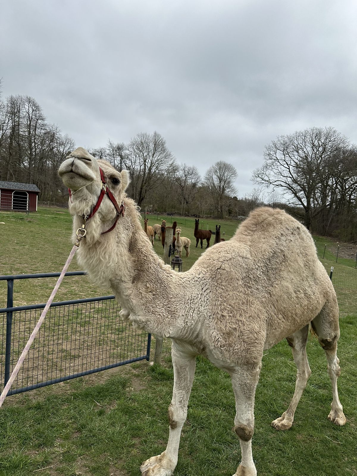 Bingham, the farm's white Arabian dromedary camel, on a lead at the farm