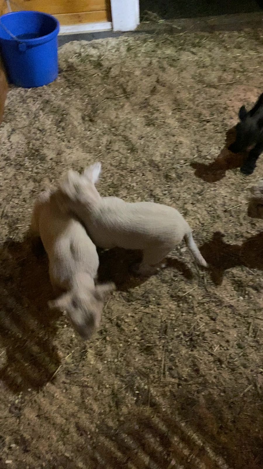 Lambs playing in the paddock at Lavender Waves Farm