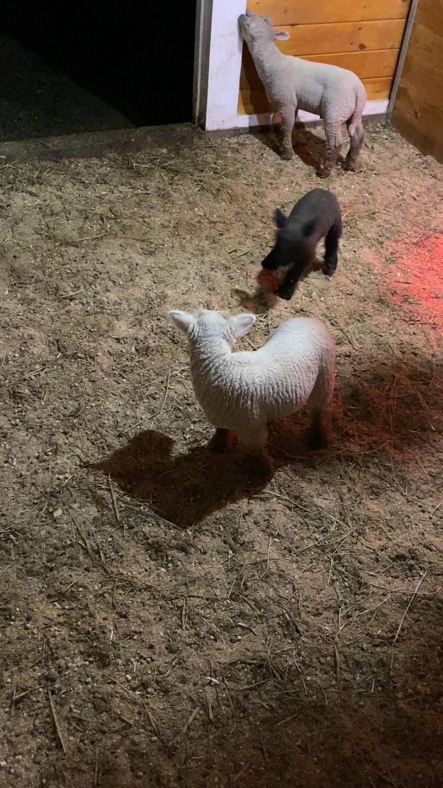 Lambs and a piglet in the paddock