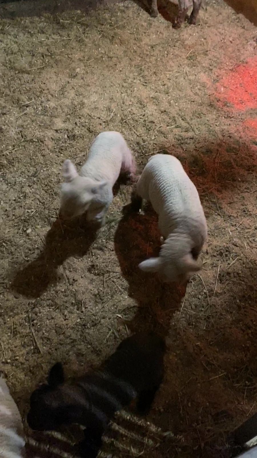 Two lambs nose to nose