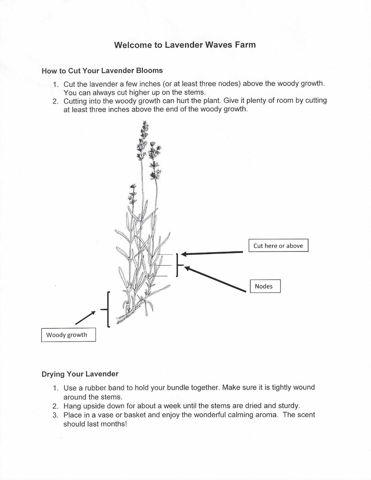 The farm's guide to cutting lavender blooms and drying your lavender