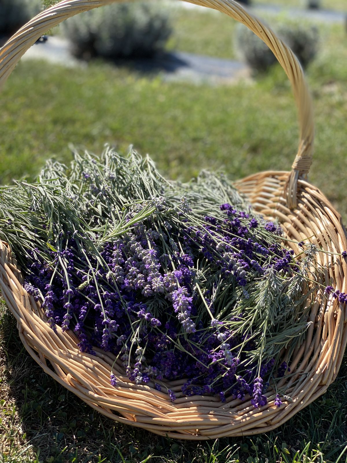 Freshly cut lavender gathered in a basket