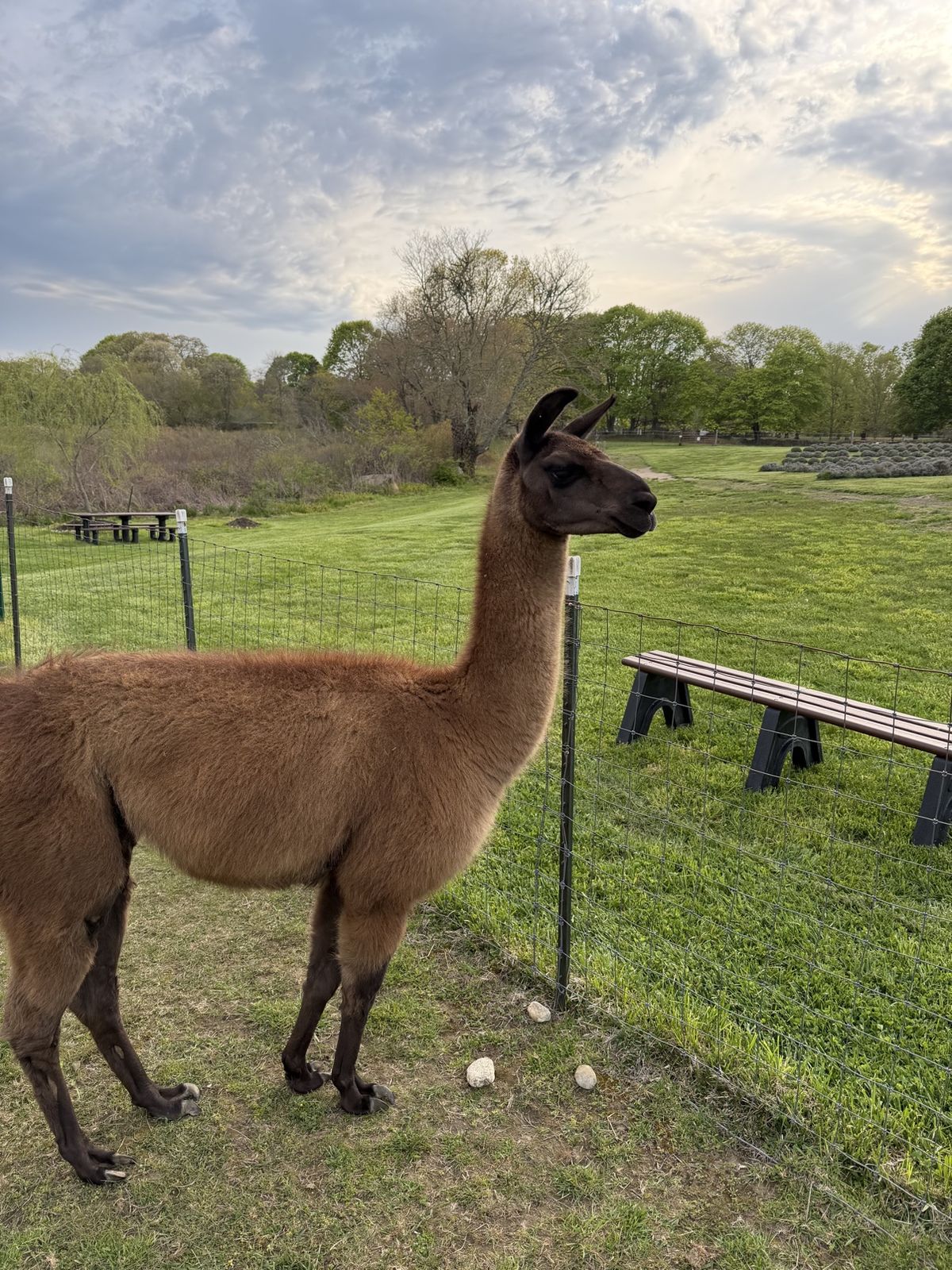 One of the farm's llamas standing in the field