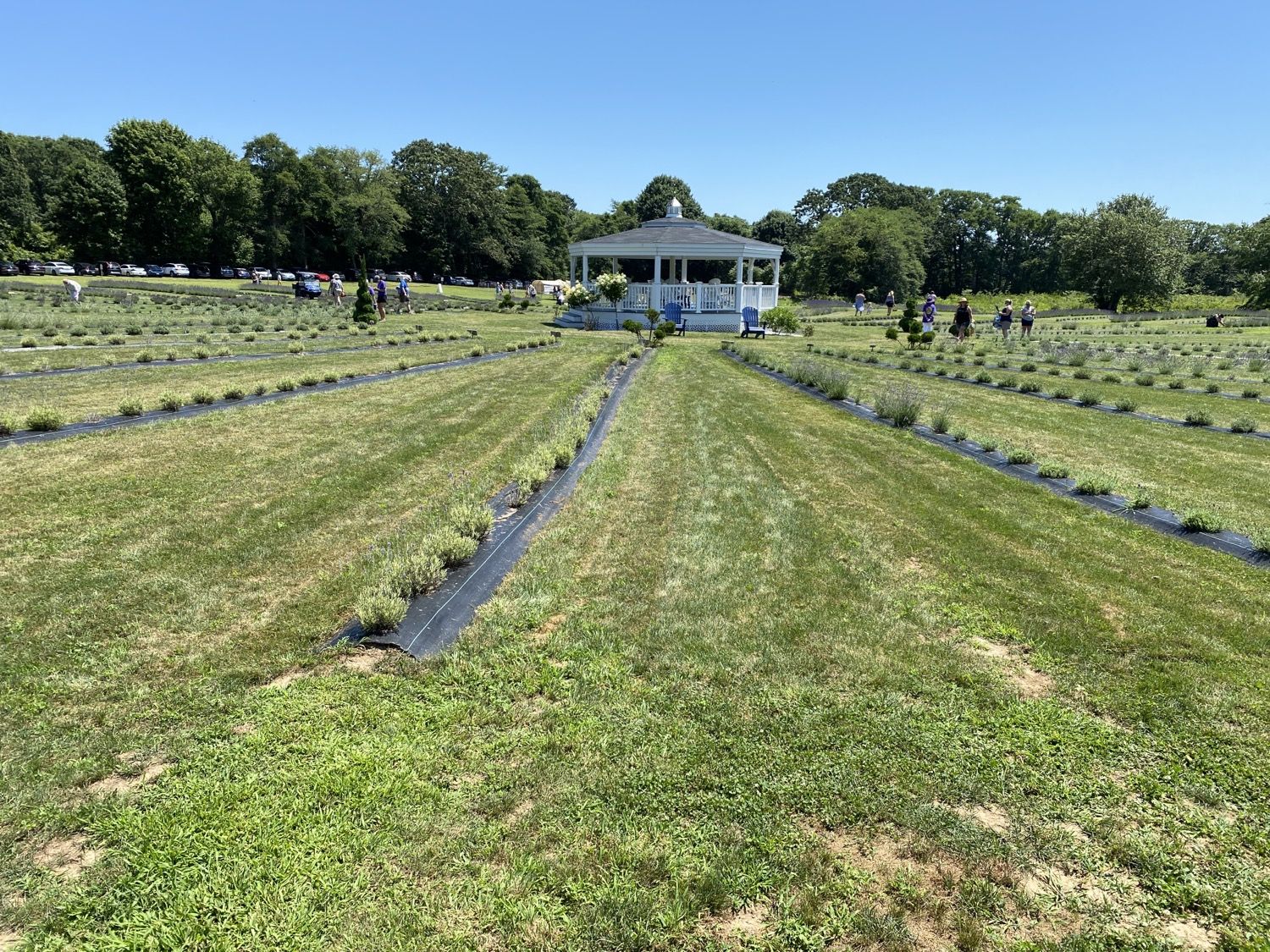 Lavender rows leading to the gazebo