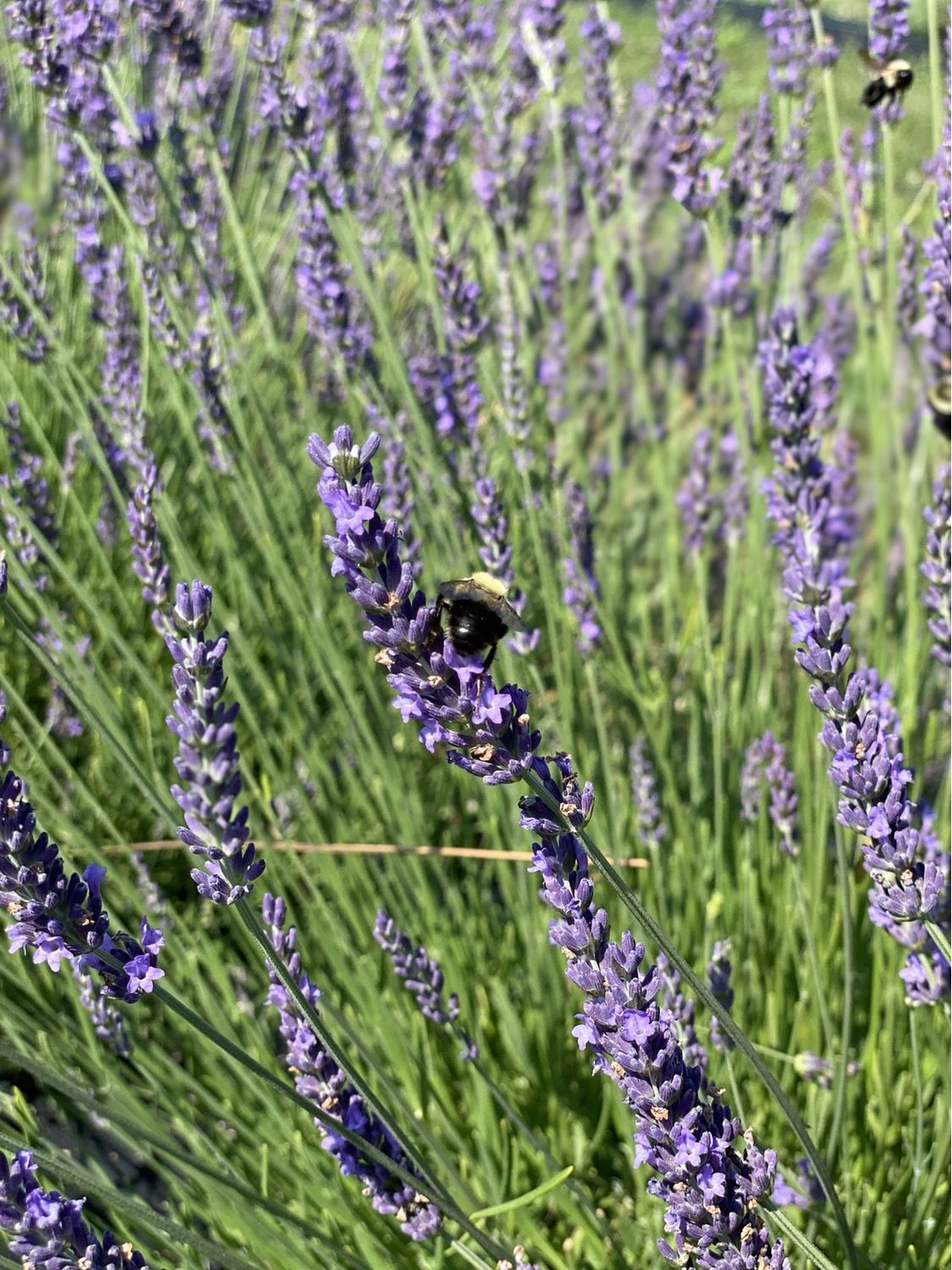 A bee on lavender blooms