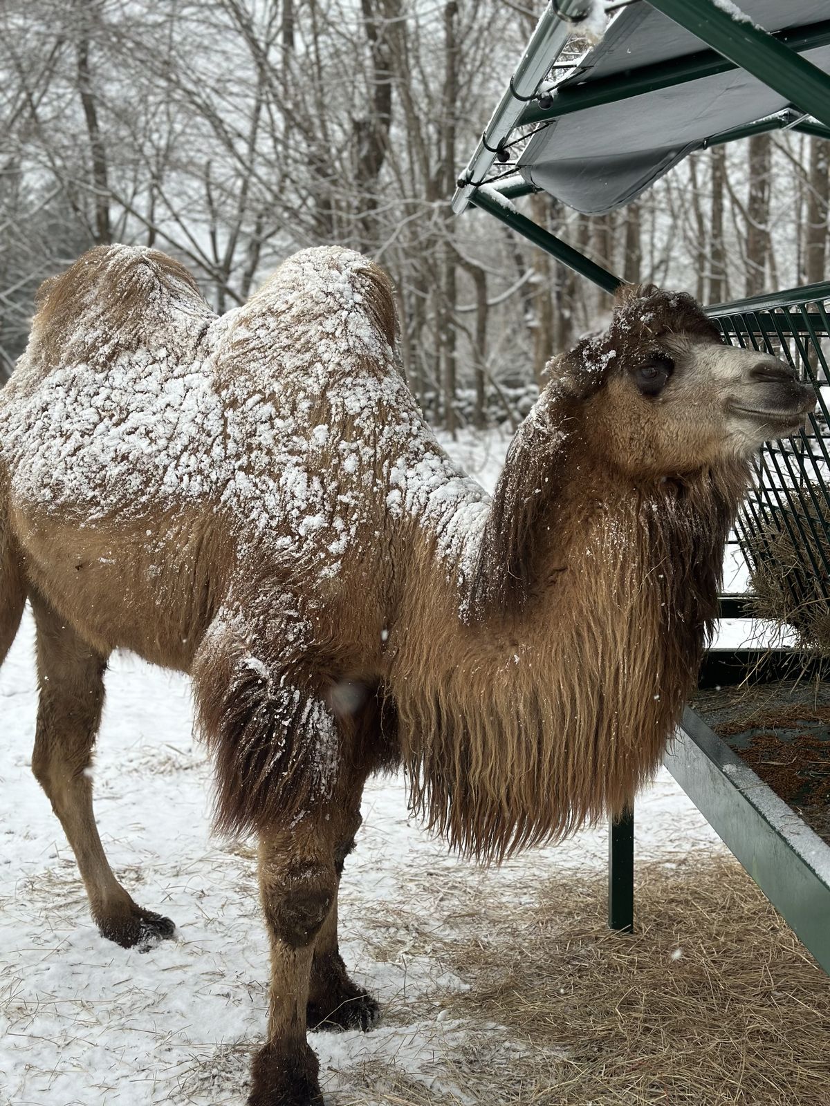 Humphrey the Bactrian camel dusted with snow