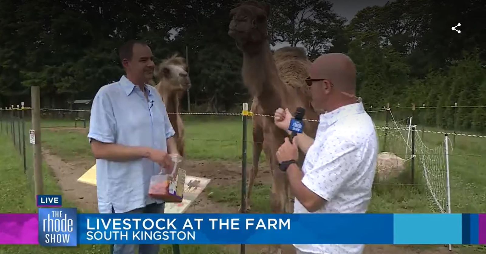 The Rhode Show visits the farm for a livestock segment