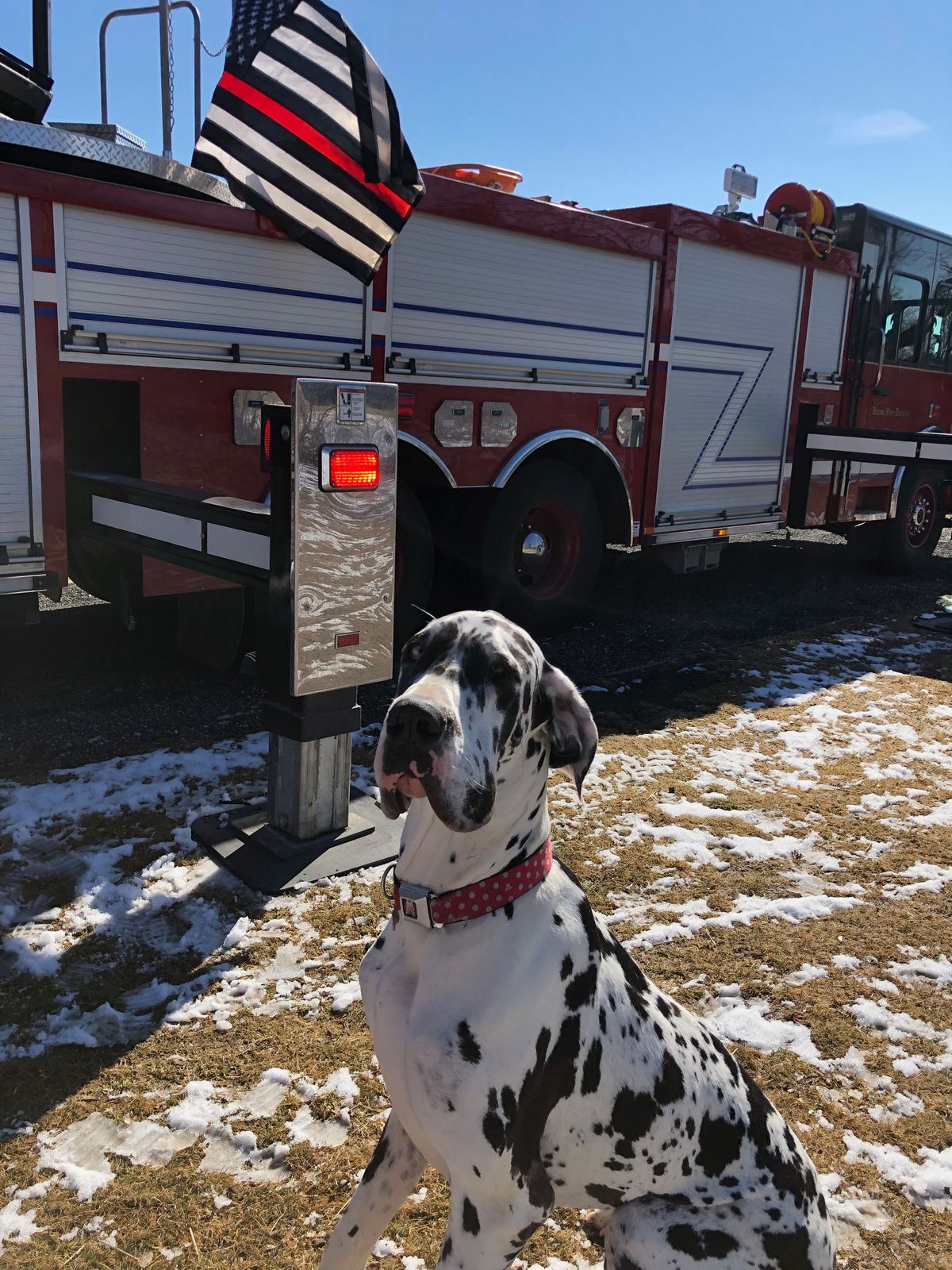 One of the farm dogs in front of a visiting fire truck