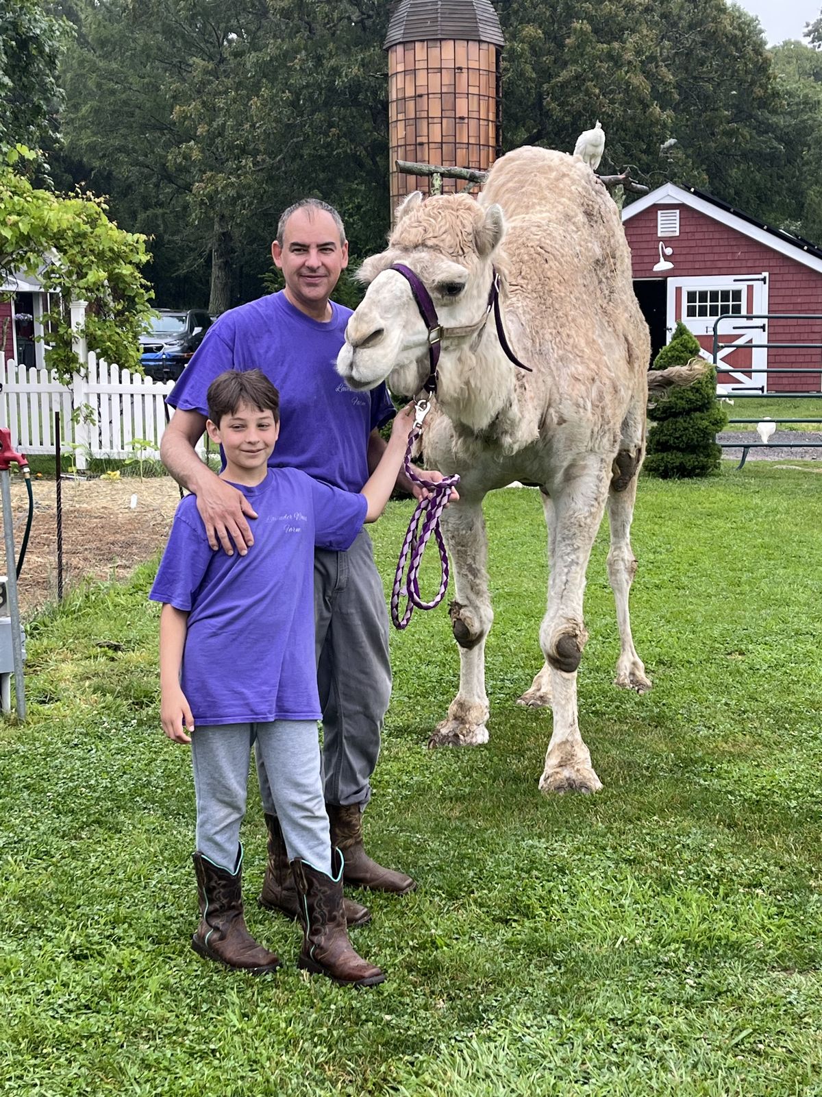 A handler and a young helper with one of the farm's camels