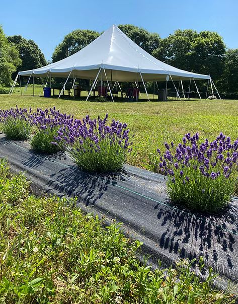 Lavender blooming in front of the event tent at Lavender Waves Farm