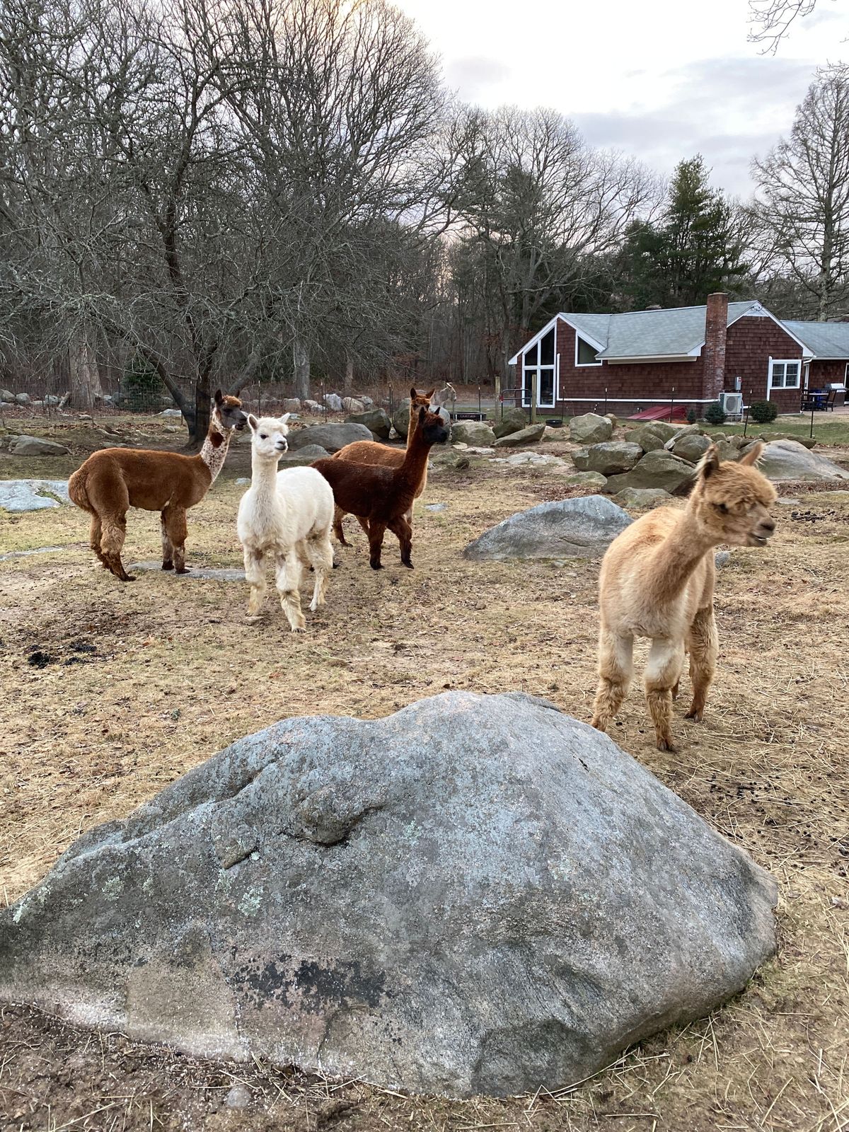 Alpacas in their paddock at Lavender Waves Farm