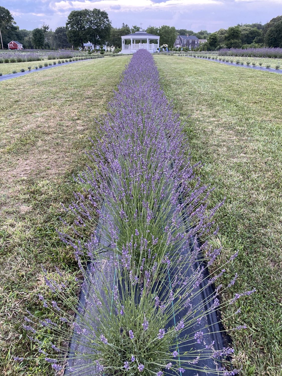 A lavender row in full bloom
