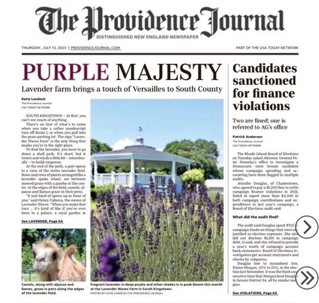 The Providence Journal front page: Purple Majesty — lavender farm brings a touch of Versailles to South County