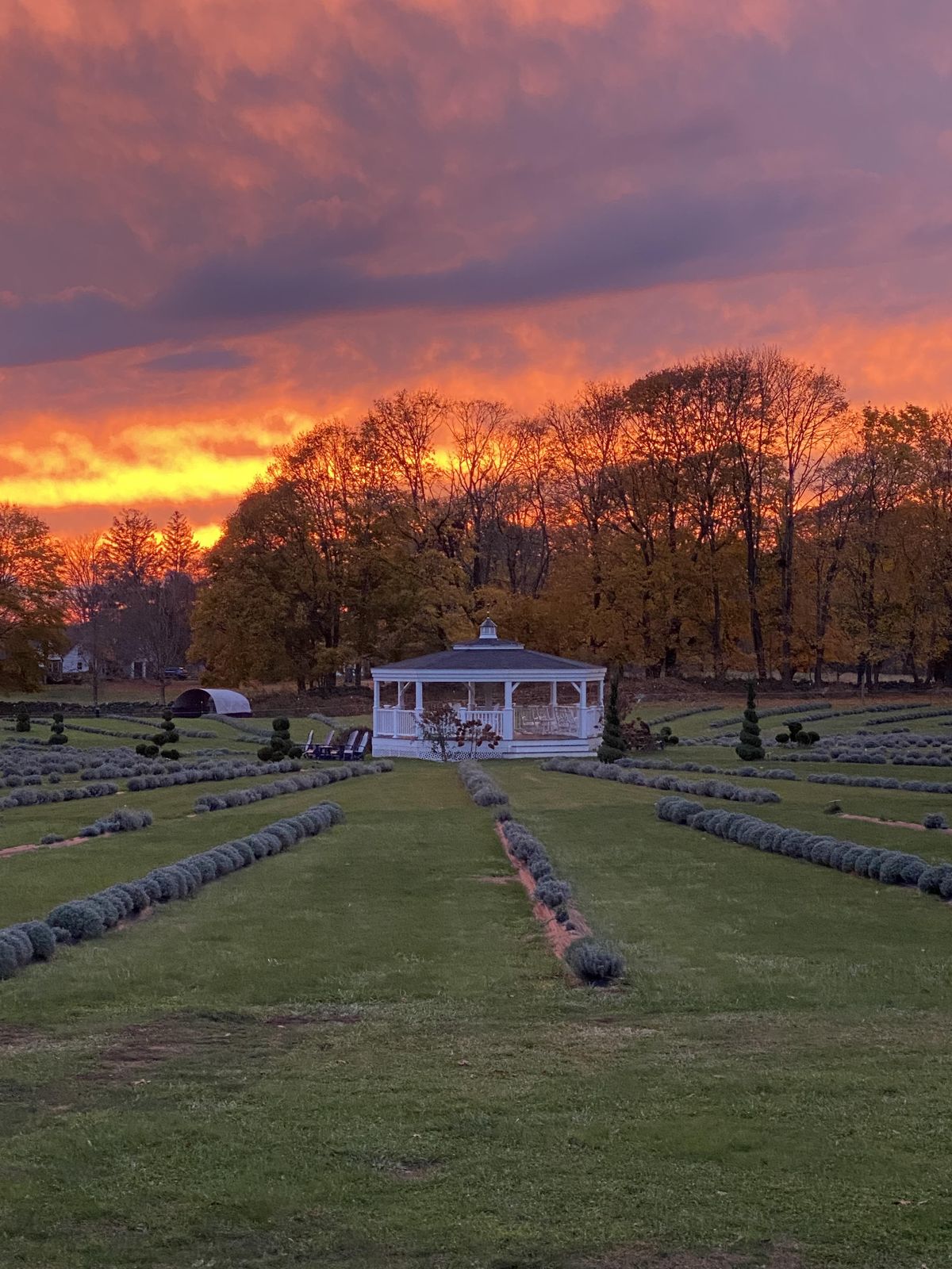 Sunset over the lavender field and gazebo at Lavender Waves Farm