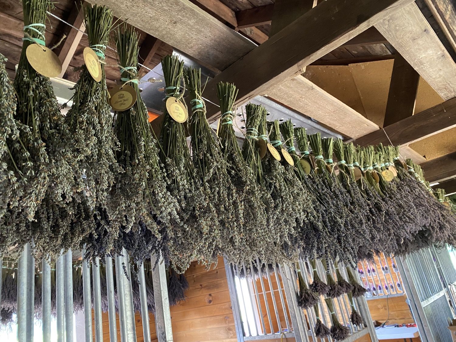 Lavender bundles hanging to dry in the barn