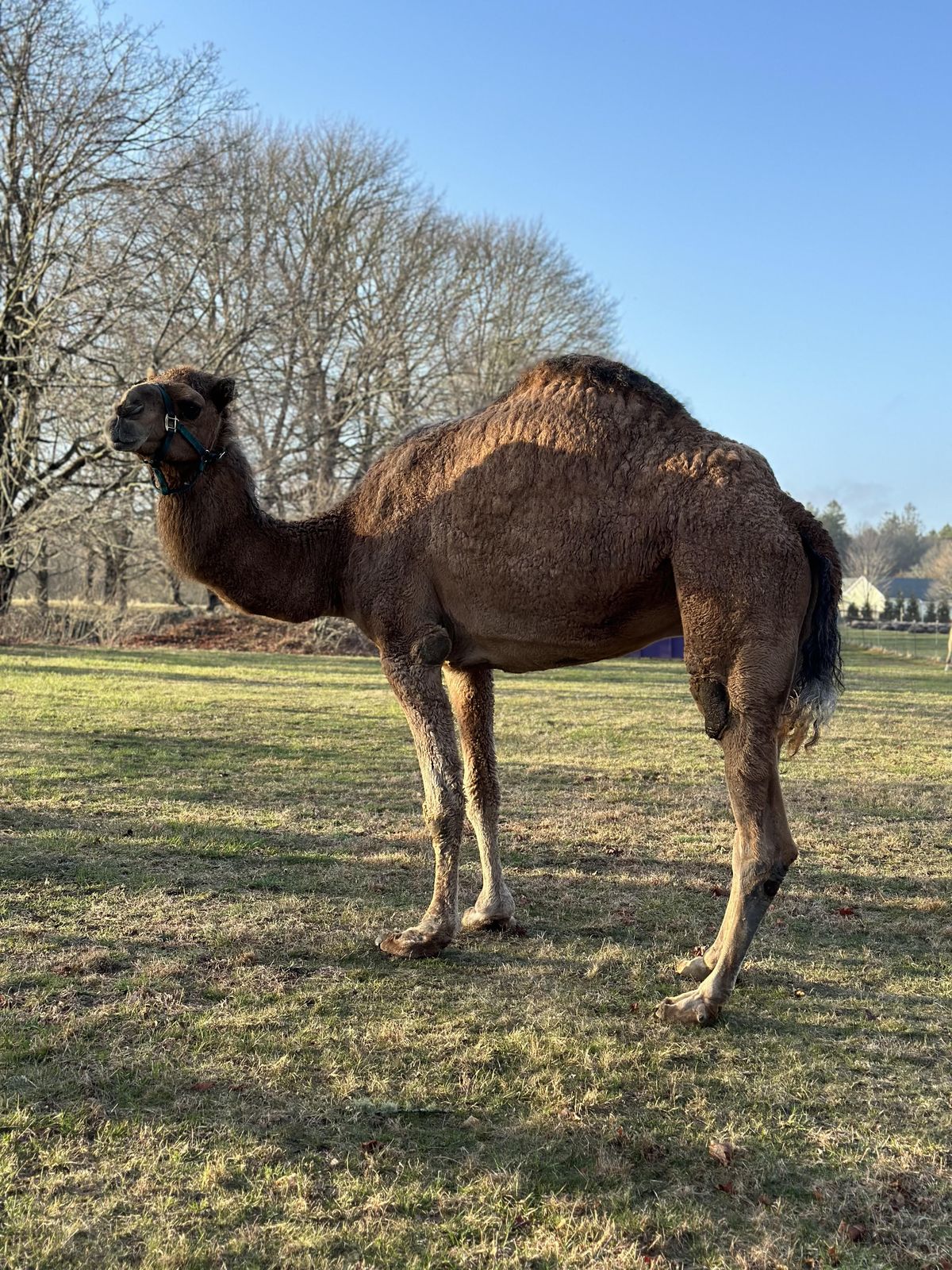 A dromedary camel in the field at Lavender Waves Farm