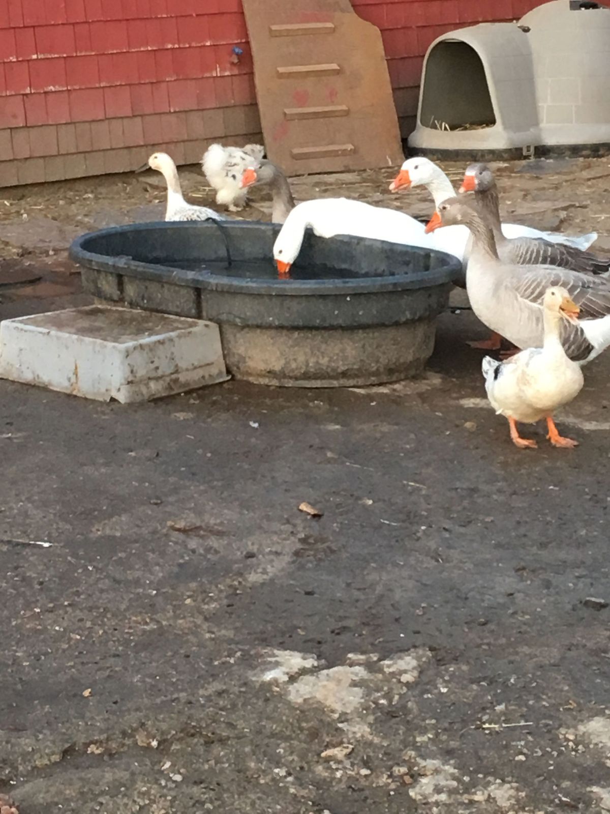 Geese and ducks at the water tub