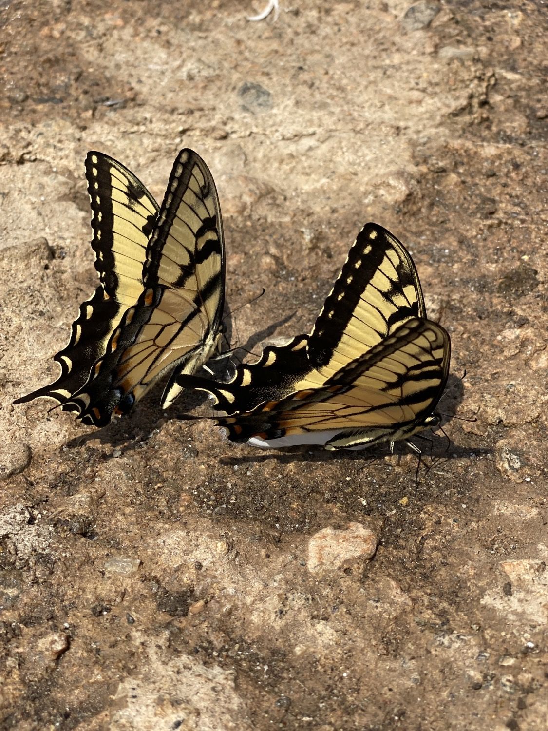 Swallowtail butterflies on the farm