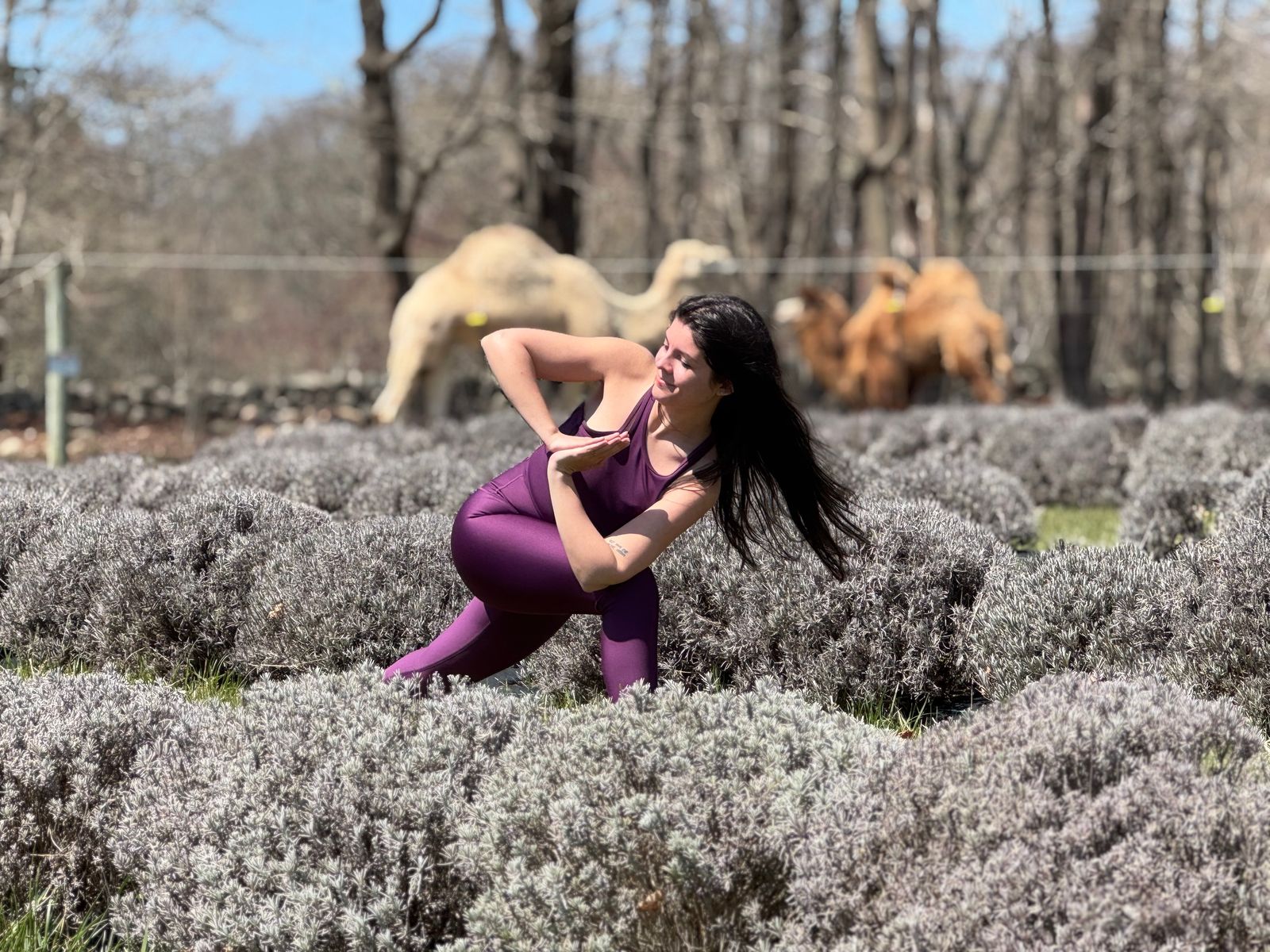 Yoga among the lavender bushes, with alpacas grazing behind