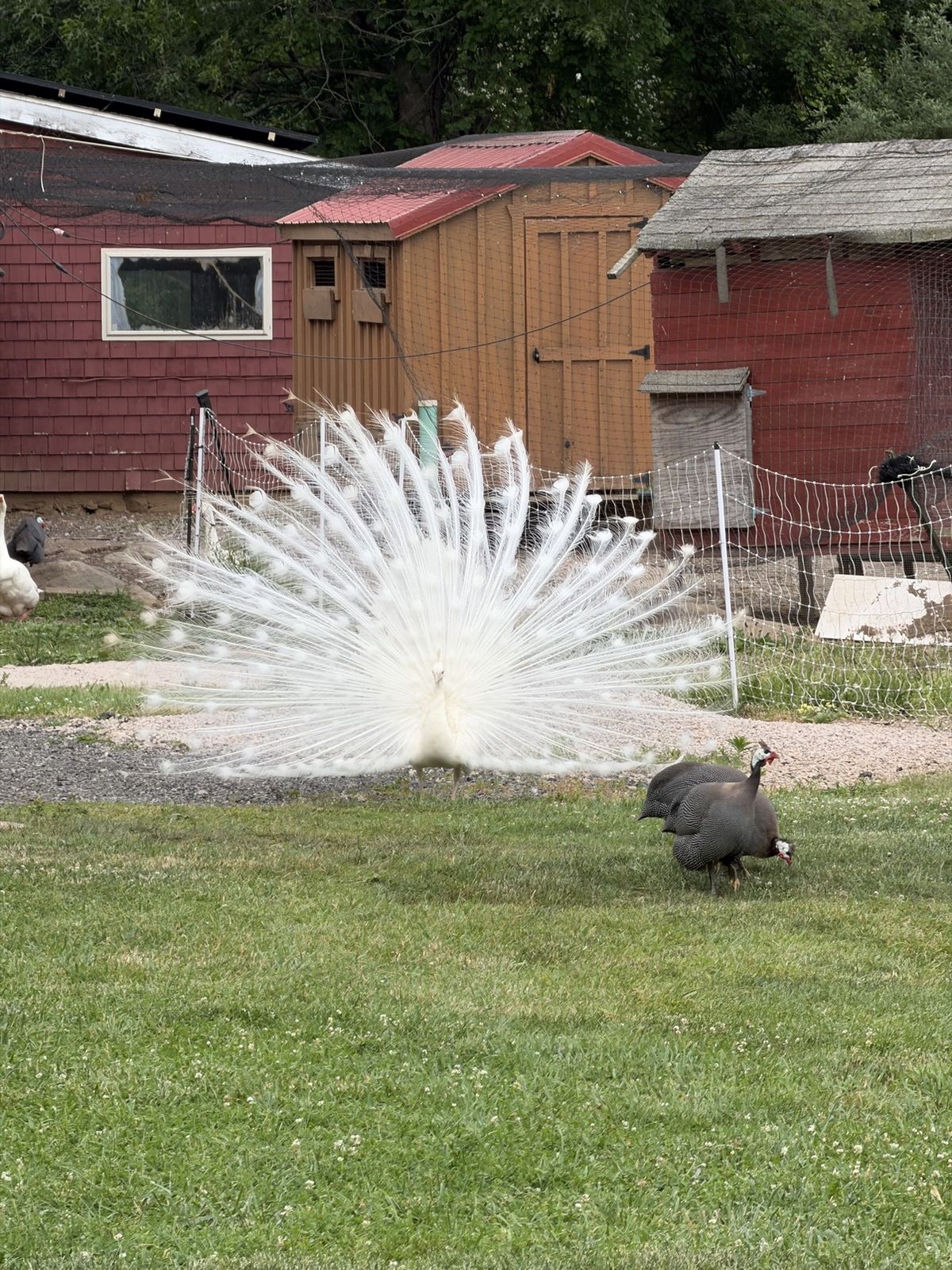 A white peacock displaying its feathers by the barn