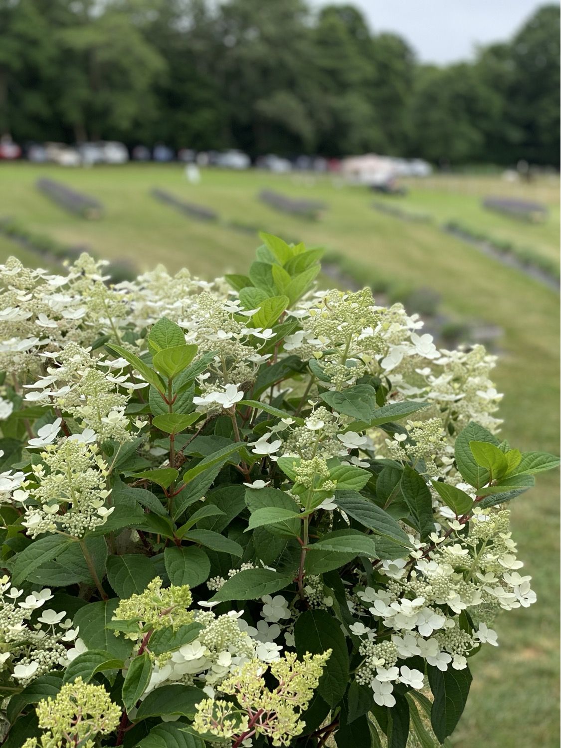 White hydrangeas blooming by the field