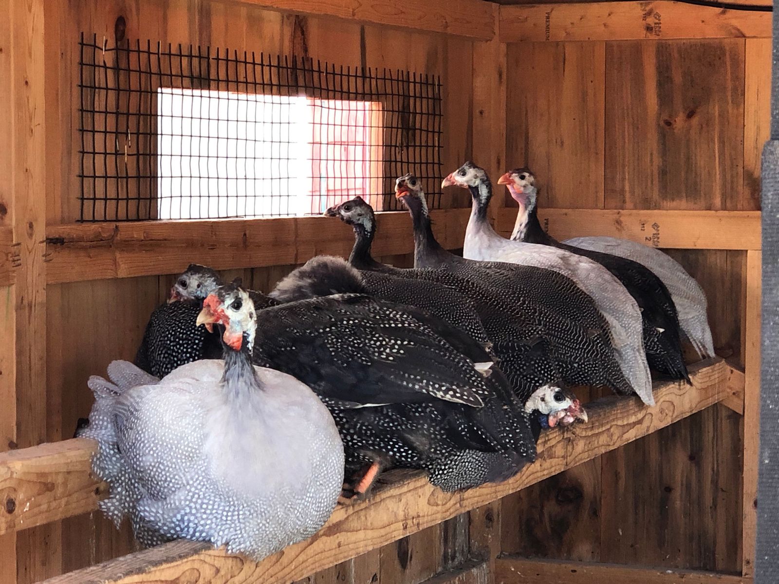 Guinea hens roosting in the coop