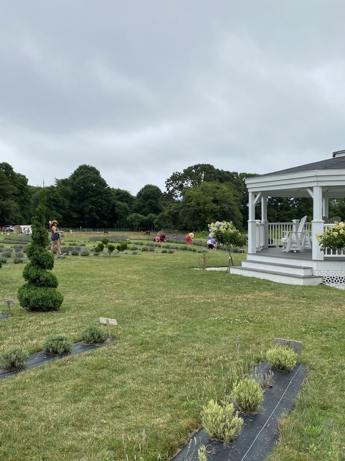 Guests in the field near the gazebo
