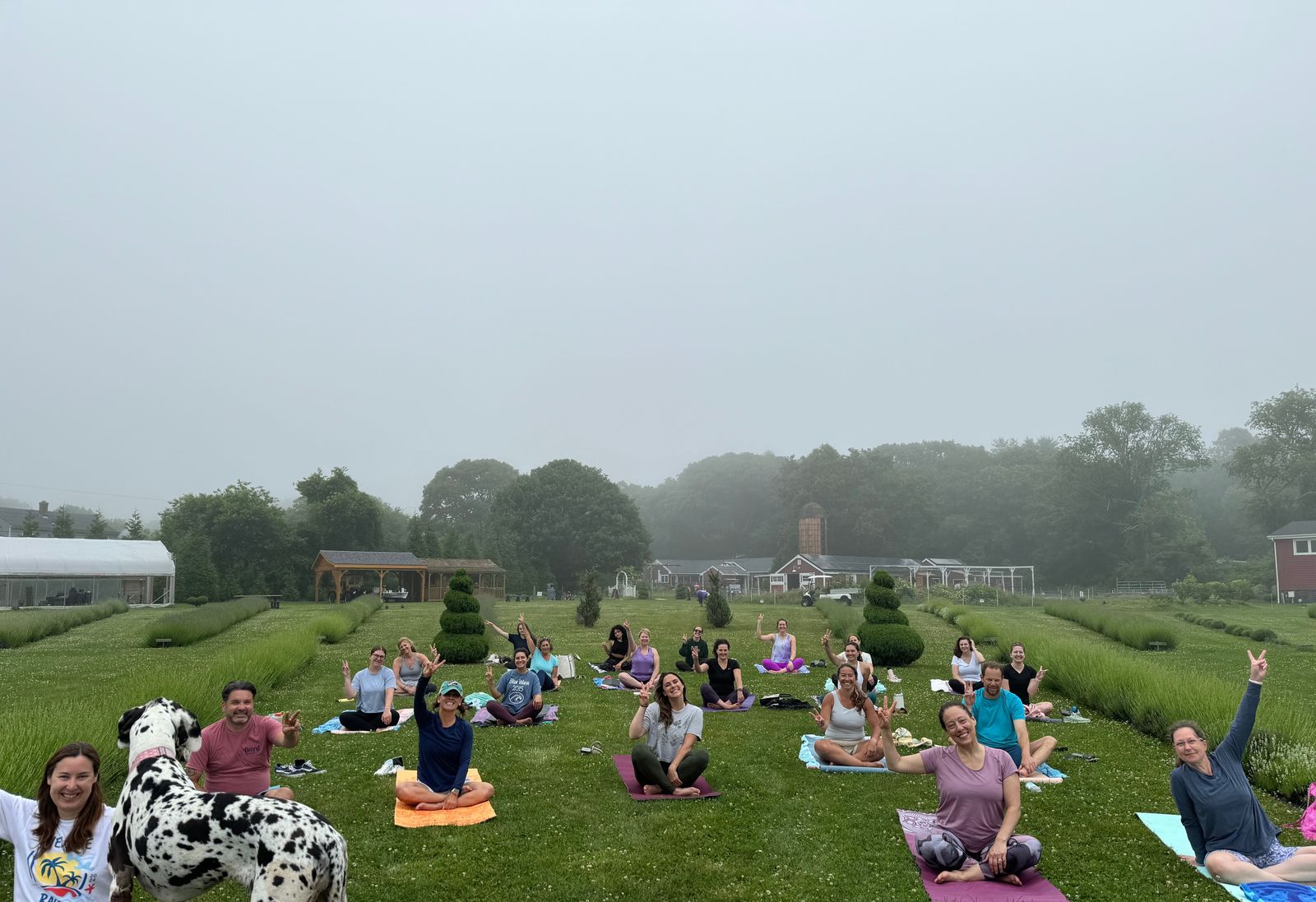 A yoga class spread across the farm lawn
