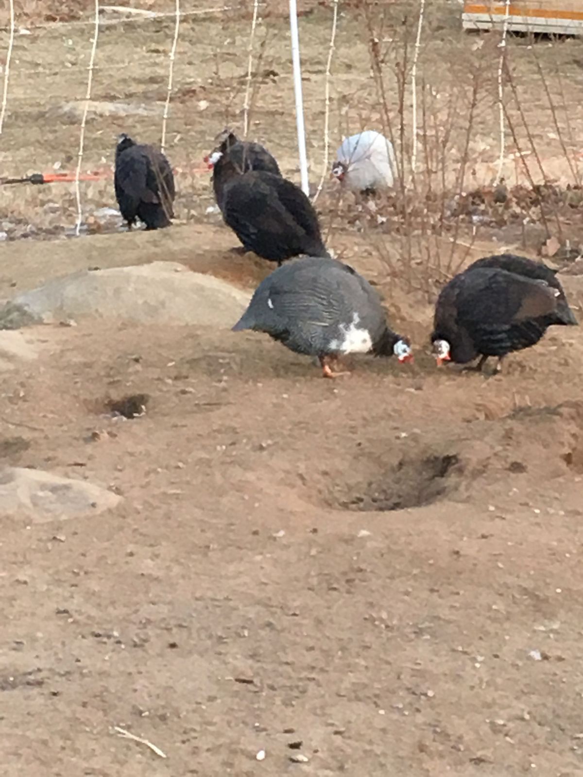Guinea hens scratching in the paddock