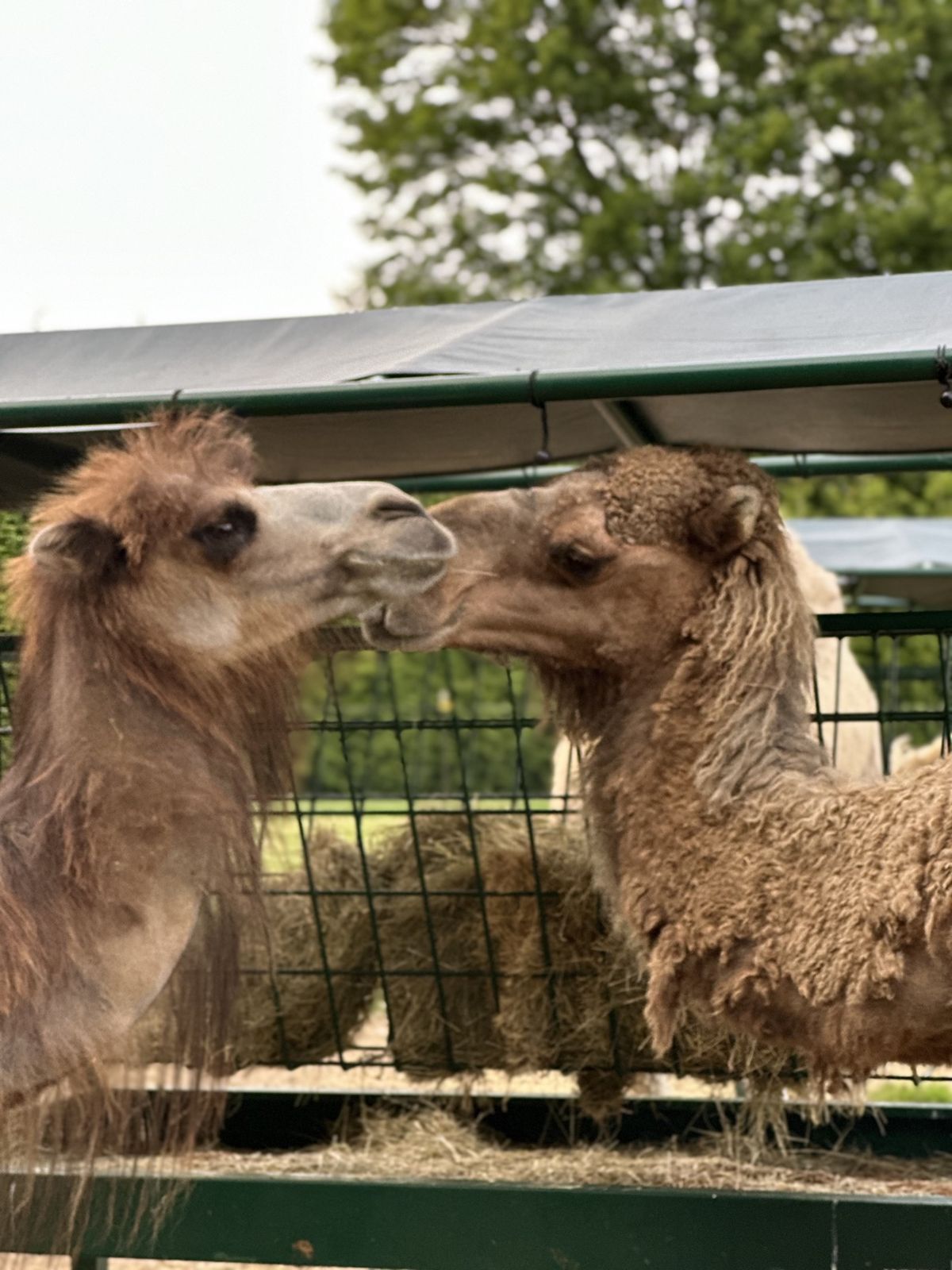 Two of the farm's camels touching noses at the fence