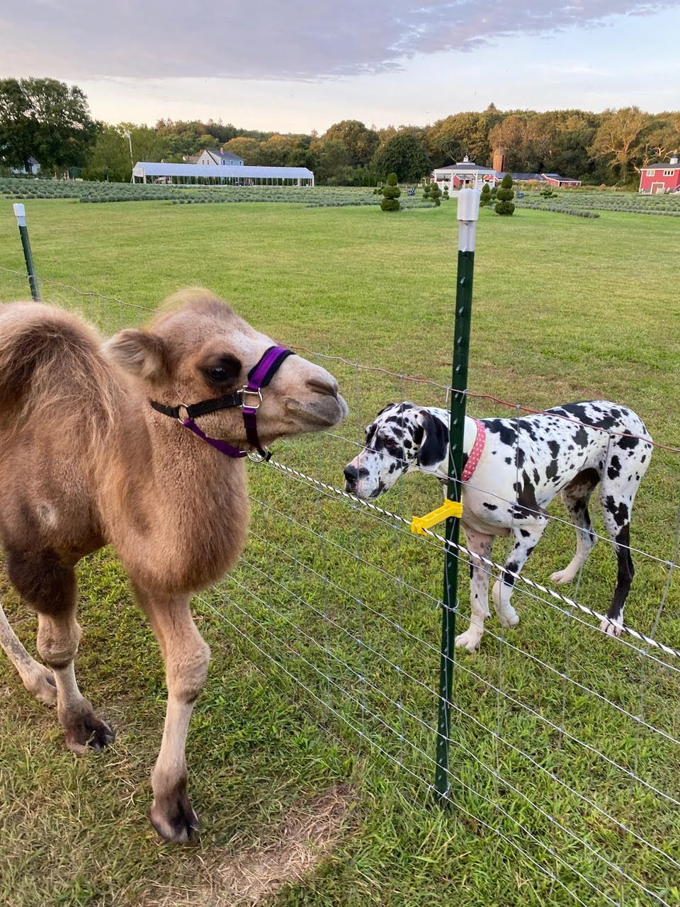A young camel meeting a Dalmatian through the fence