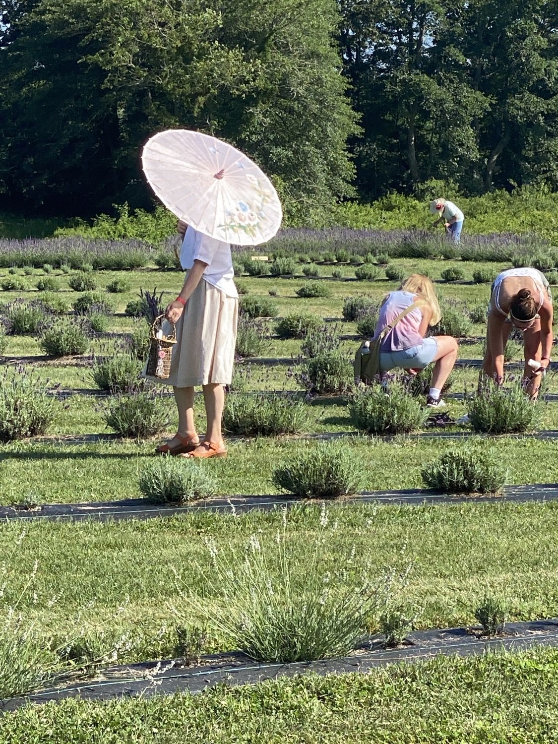 Visitors cutting lavender in the field at Lavender Waves Farm