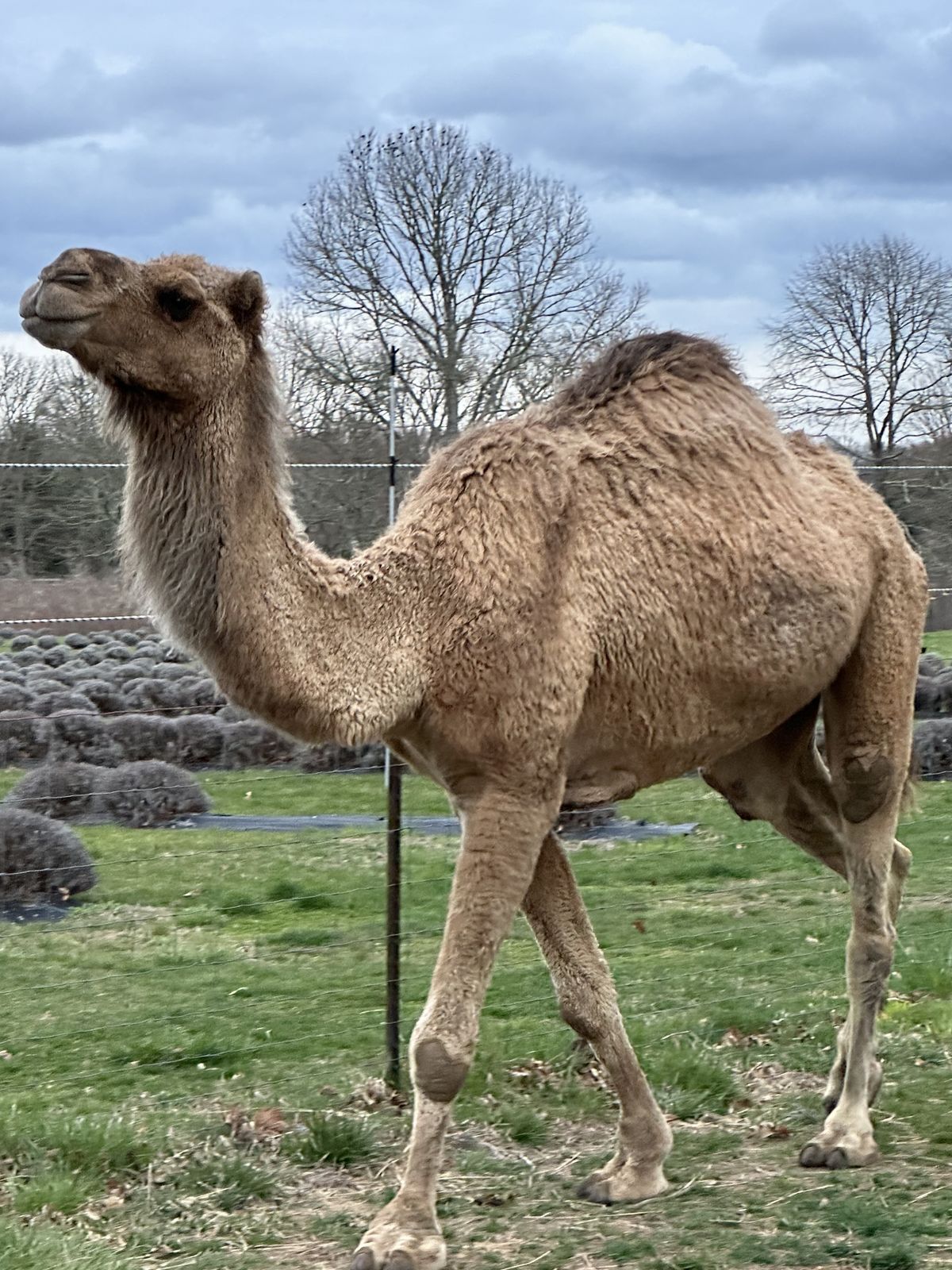Jack, the farm's brown Arabian dromedary camel, in the pasture at Lavender Waves Farm