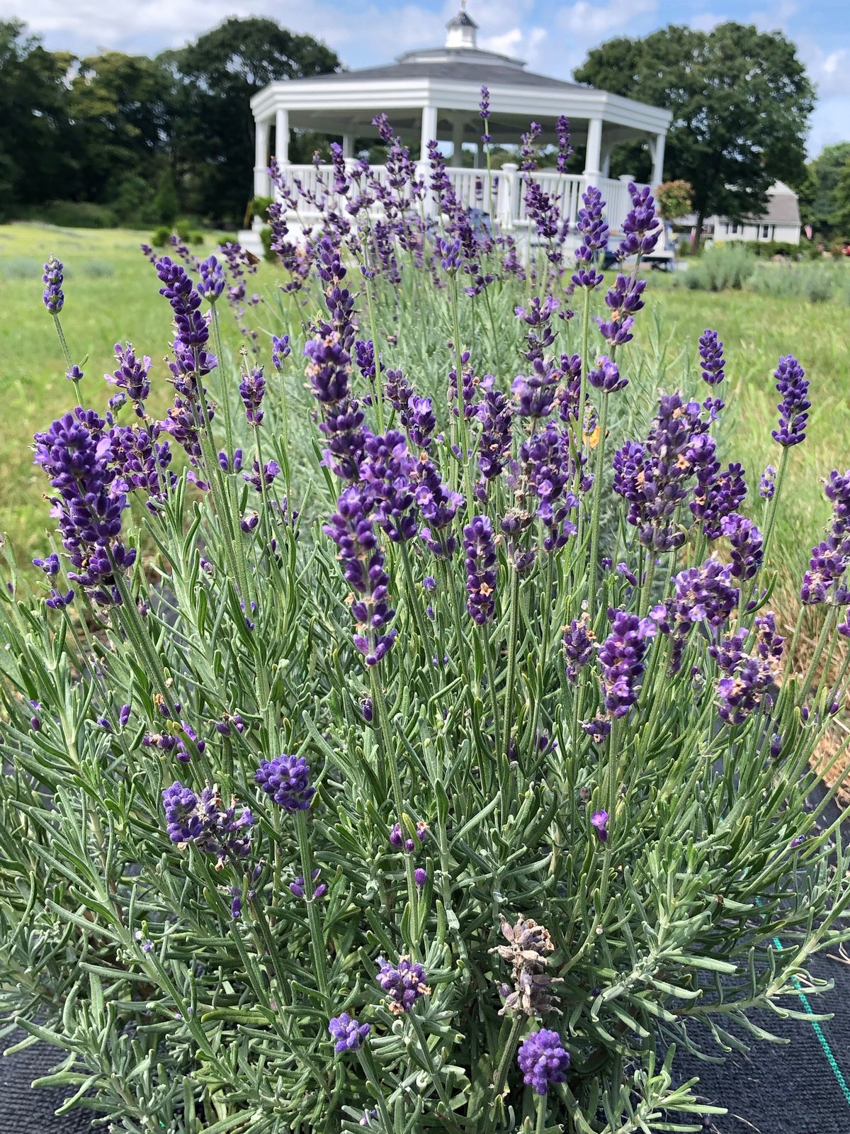 Lavender in full bloom at Lavender Waves Farm