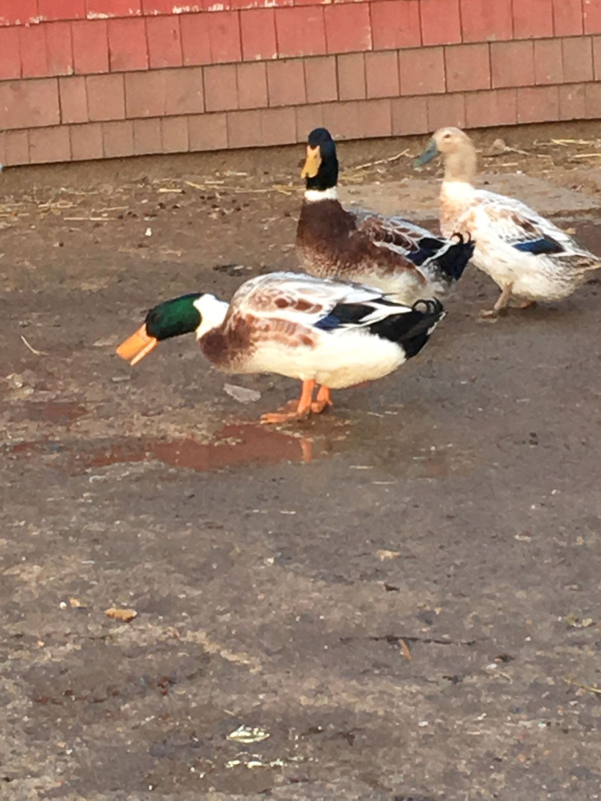 Ducks in the farmyard