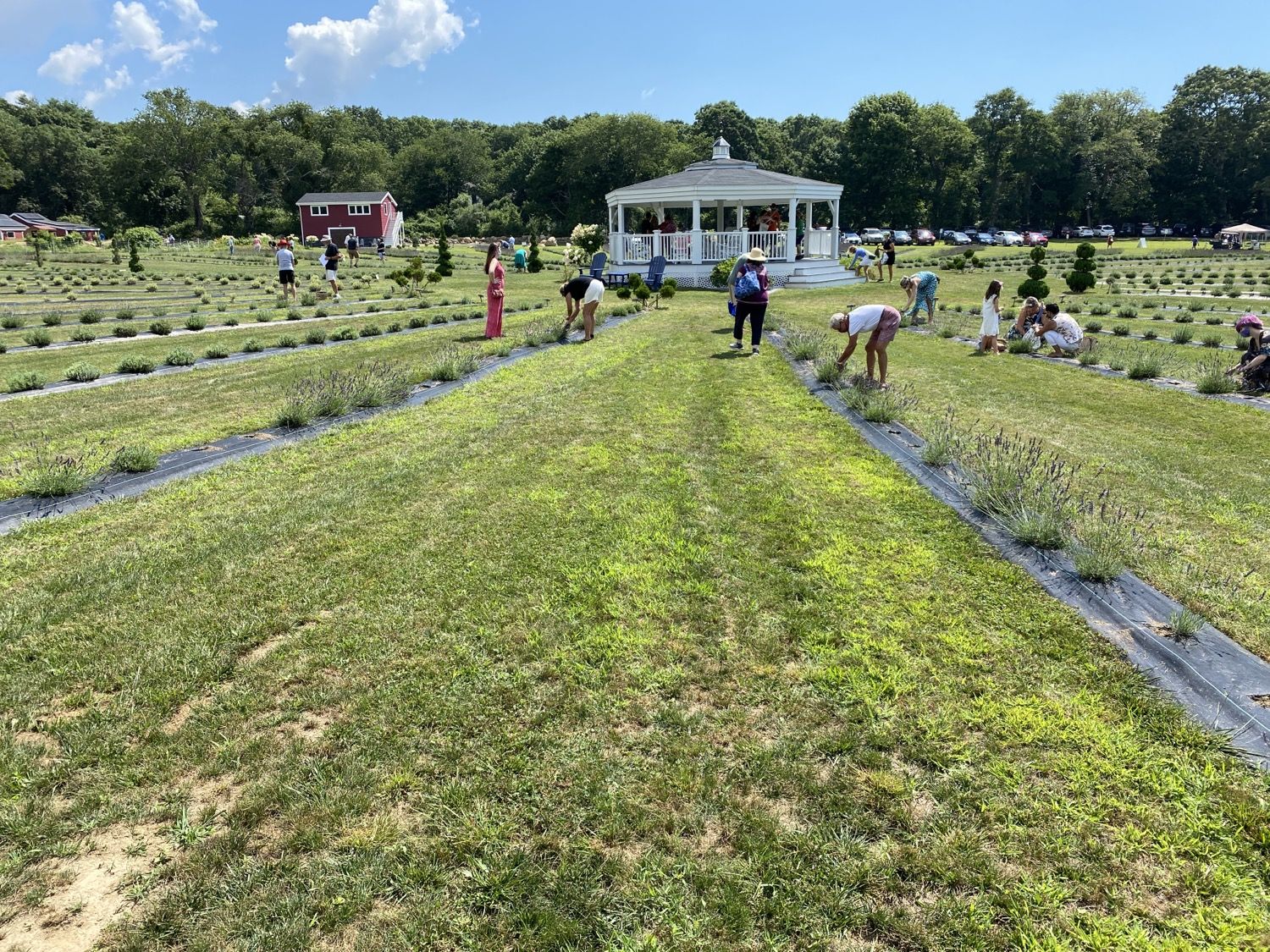 Visitors cutting their own lavender at Lavender Waves Farm