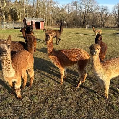 Photo of the Raw Llama Fleece for sale at Lavender Waves Farm