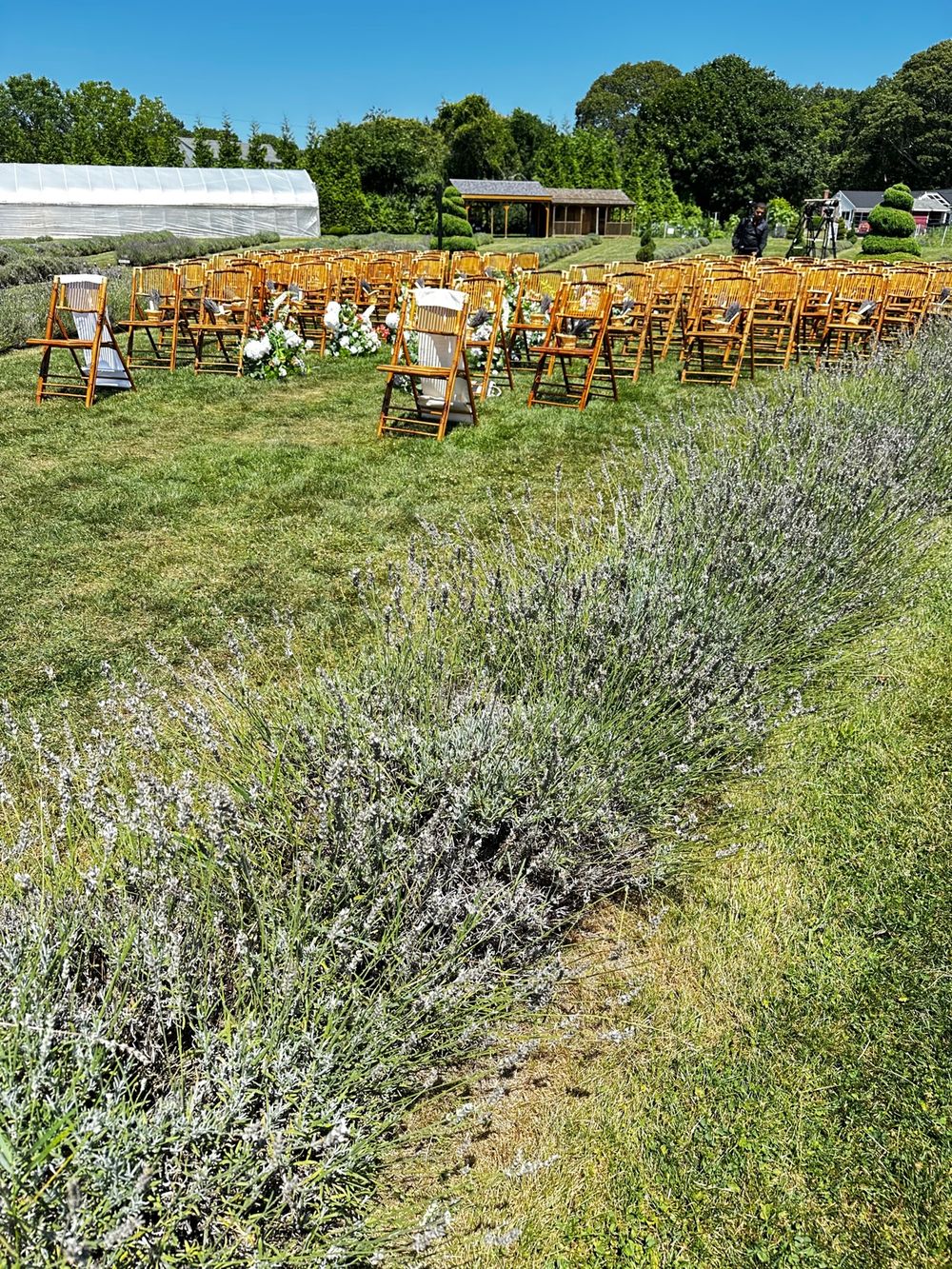 Ceremony chairs beside the lavender rows
